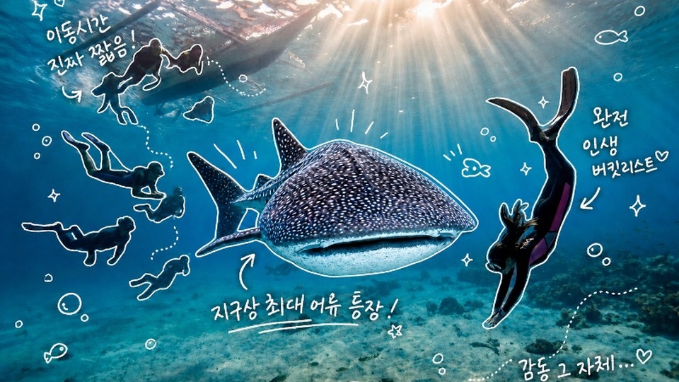 보라카이 #헤난가든 #고래상어투어 #세일링보트 #인생샷 #화이트비치선셋 #리조트디너 #특식&간식